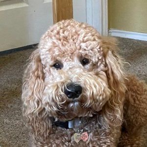 Meet your Posher, Denise